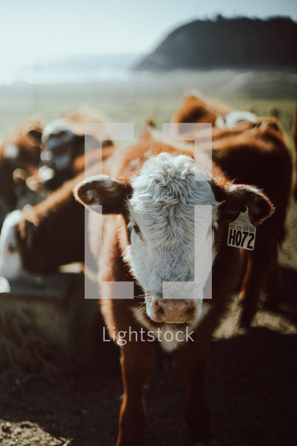 cows at a trough 