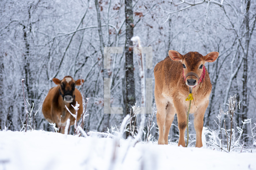 cows standing in snow 