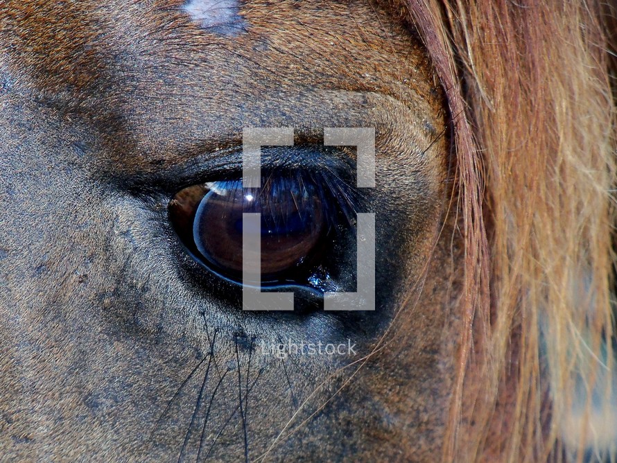 A Closeup view of the eye of a Horse.