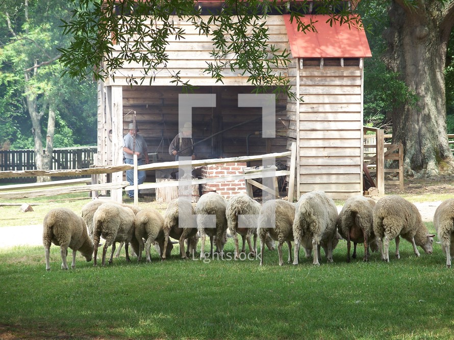 A flock of Sheep grazing together on a farm. Often Jesus used Sheep as examples and metaphors in his parables to the Disciples and those He taught. 