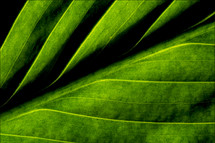 veins on a green leaf