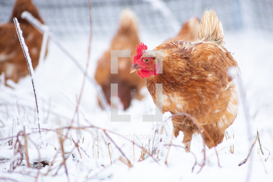 chickens in snow 