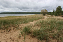 grasses along a sandy shore 