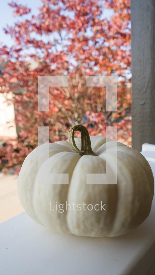 a white pumpkin in a window sill 
