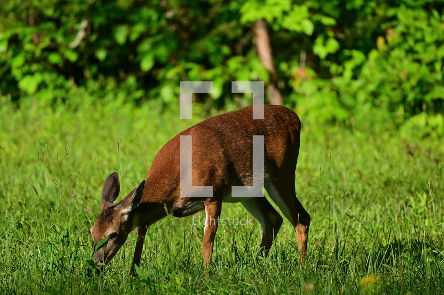A Whitetail deer grazing in a grassy field.