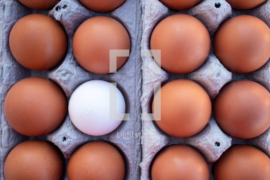 eggs in egg cartons 