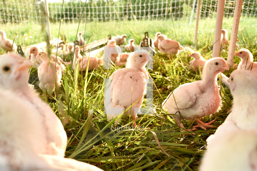 chicks in a cage 