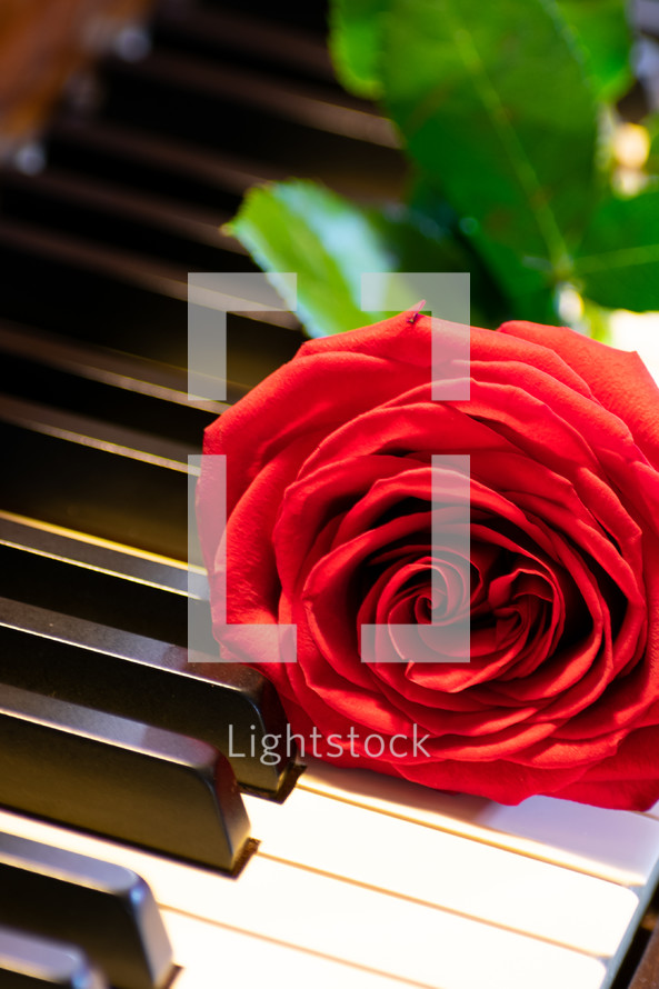 red rose on a piano 