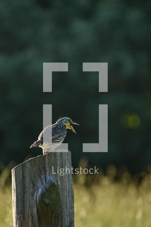 bird on a post 