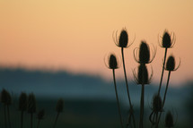 Top of thistle bushes at dusk.