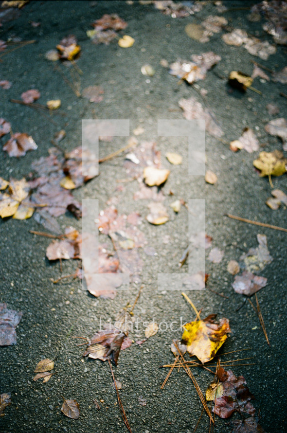 fall leaves on pavement 