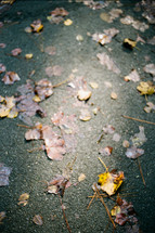 fall leaves on pavement 