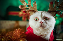 Portrait of fluffy cat in Christmas decoration deer horns Santa Claus costume