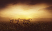 wild horses running under intense sunlight 
