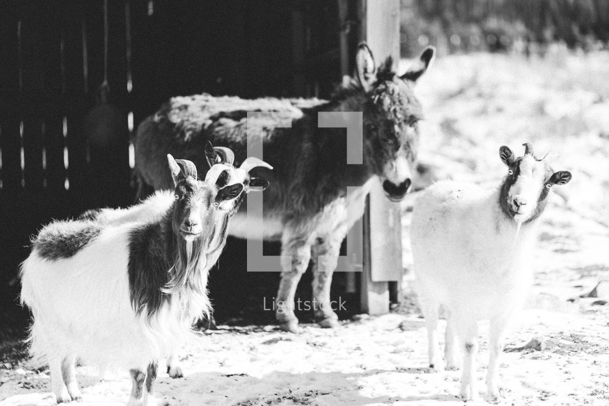 donkey and goats on a farm 