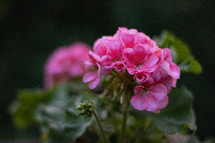 pink geraniums 