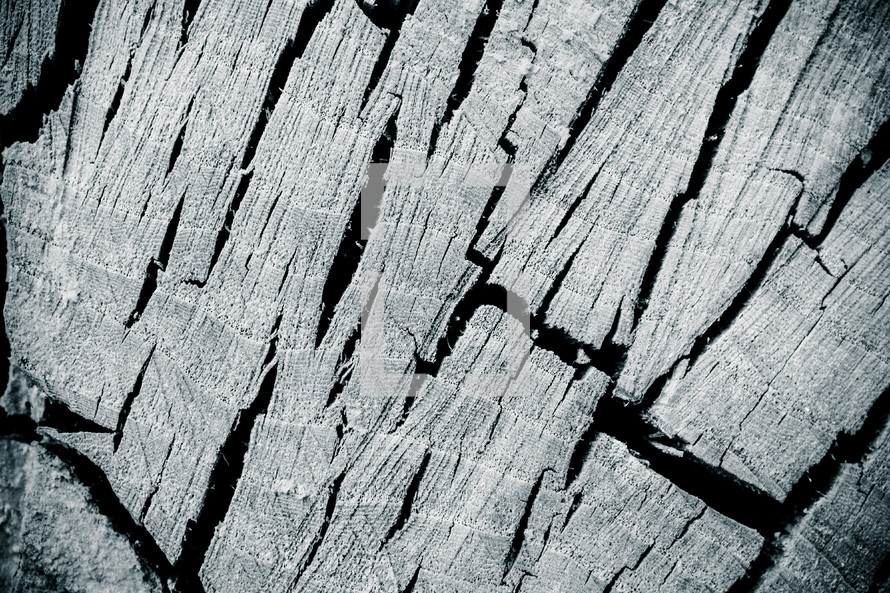 cracks in a wood stump 