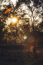 The sun rises over an Australian bush scene