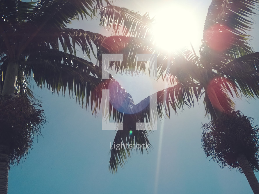 sunburst and palm trees 