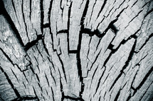 cracks in a tree stump