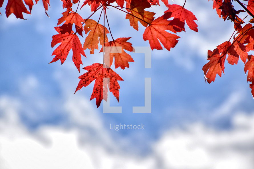 red fall leaves against a blue sky 