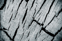 cracks in a wood stump 