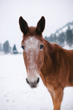 a horse in snow 