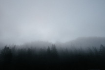foggy evergreen forest 