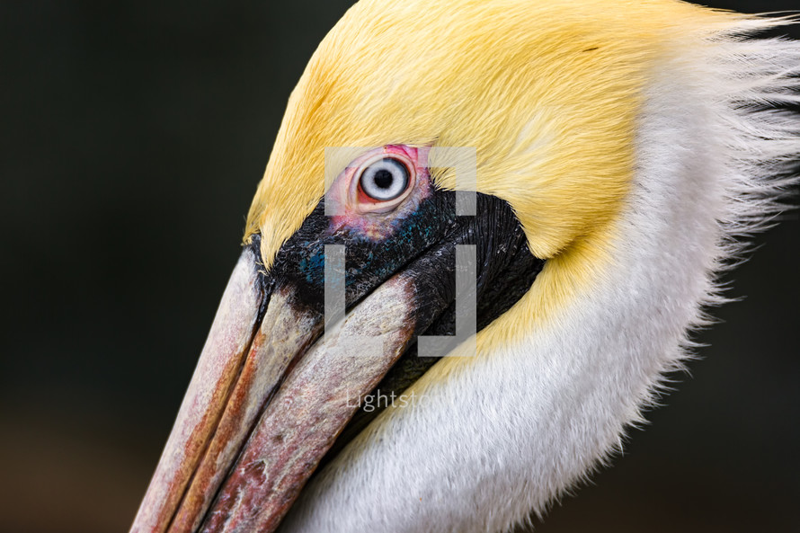 pelican head close-up 