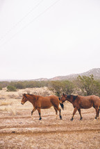 horses in a pasture 