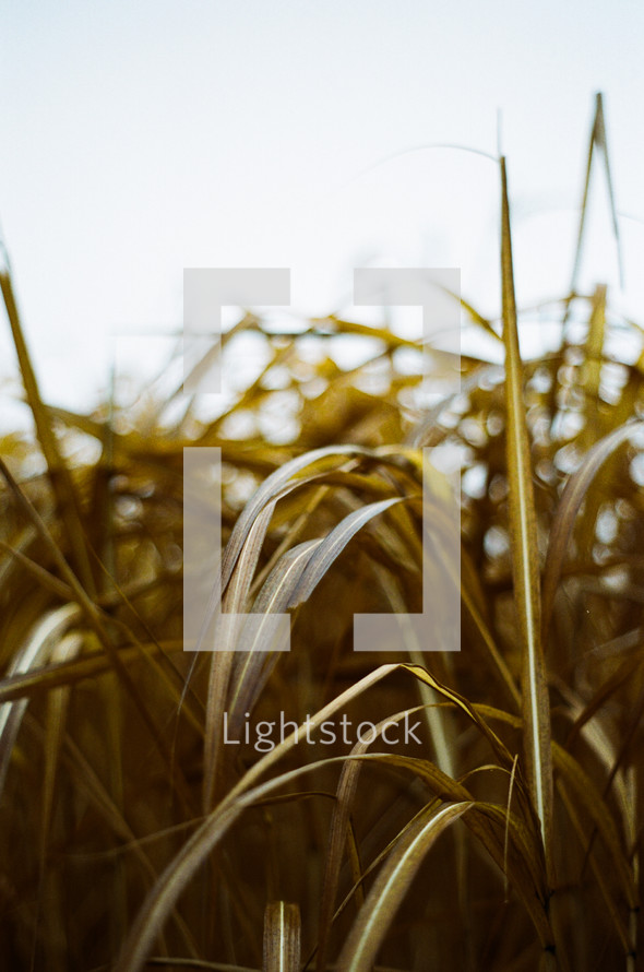 tall grasses outdoors 