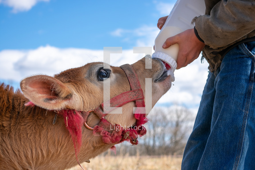 baby cow drinking milk from a bottle 