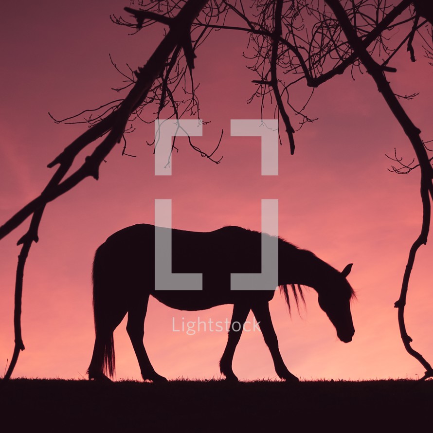 horse shadow silhouette in the countryside and sunset background