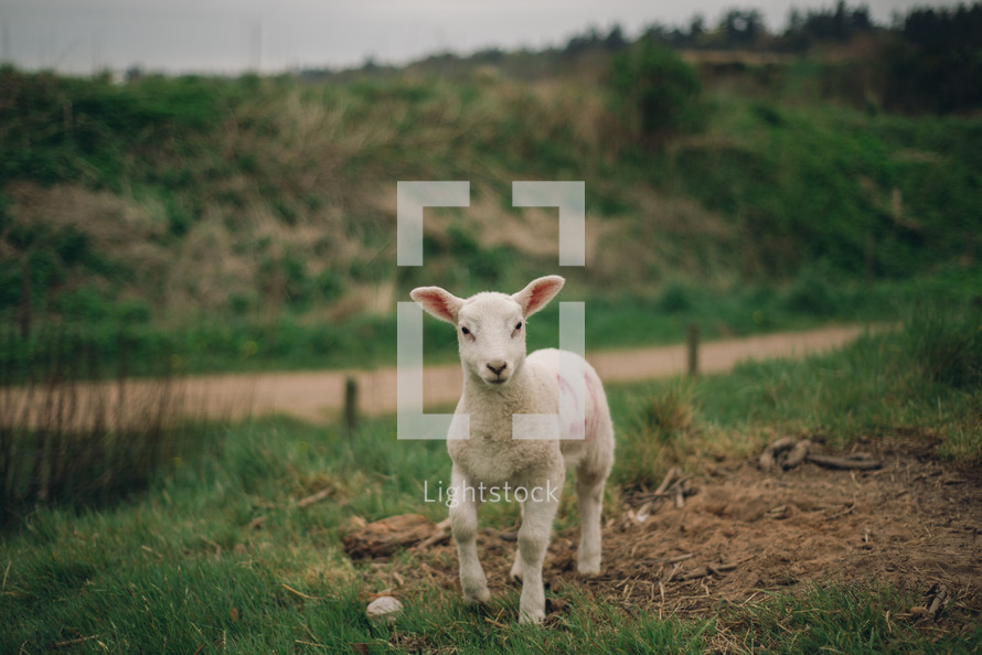 a lamb in a pasture 