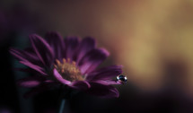 drop of water on the petal of a purple flower
