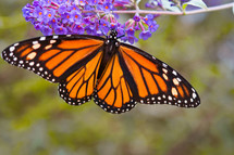 monarch butterfly 