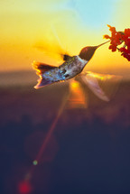 hummingbird in a sunbeam 