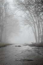 fog over a wet rural road 