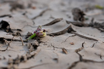 flower on parched earth 