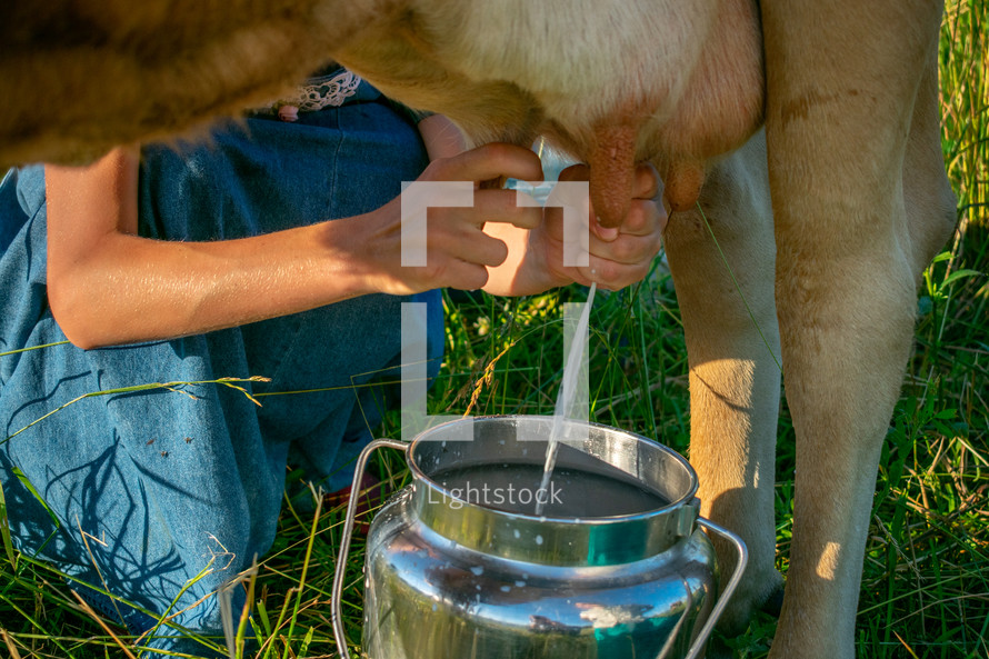 milking a cow 