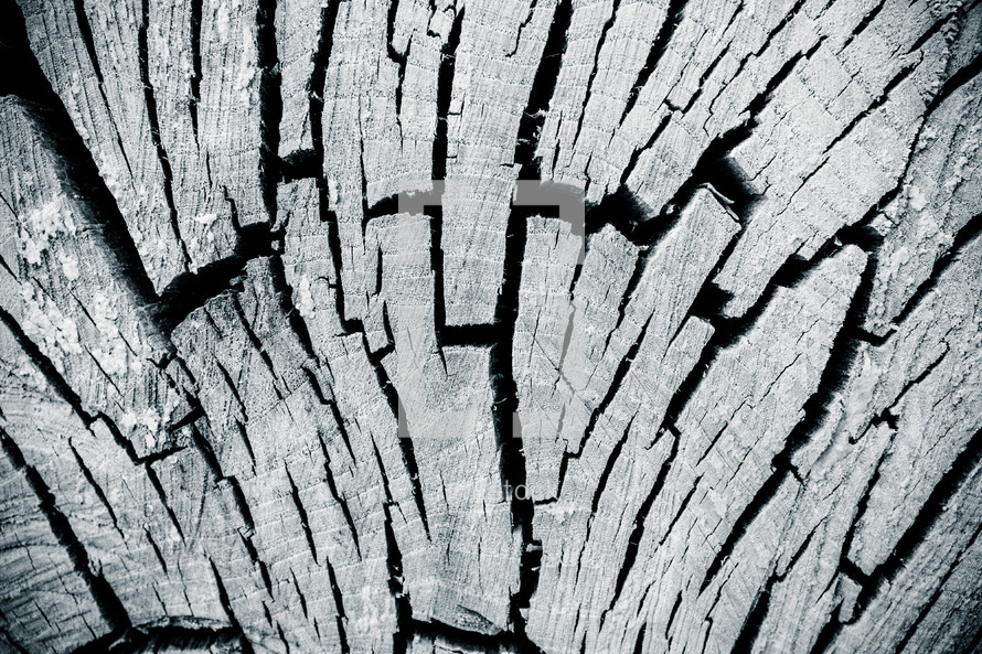 cracks in a tree stump