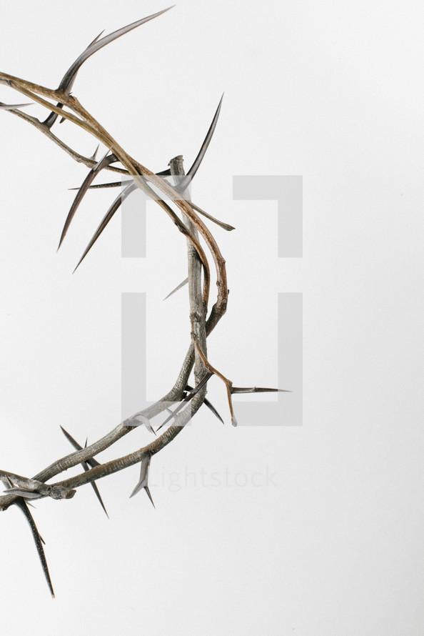 crown of thorns on white background 