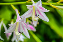 pink and white striped flowers 