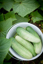 fresh picked cucumbers 