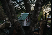 birdhouse in a tree 