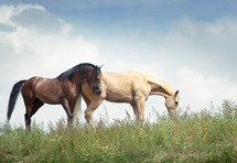 grazing horses 