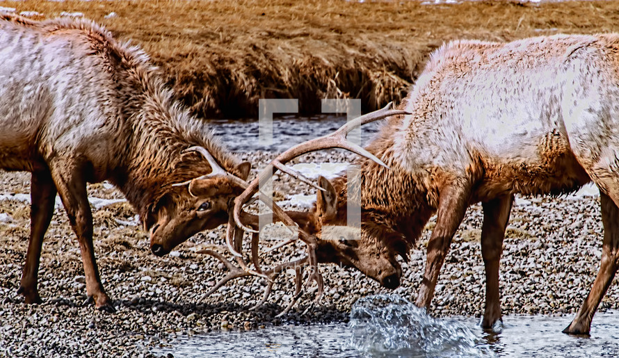 elk battling 