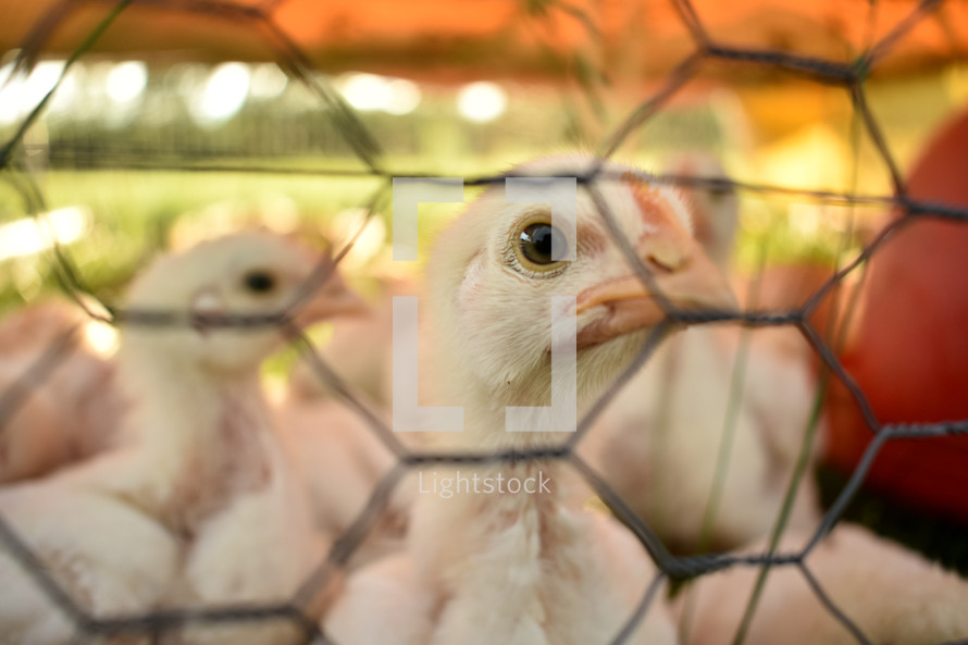 baby chicks in a cage 