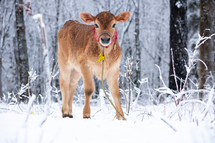 cow standing in snow 