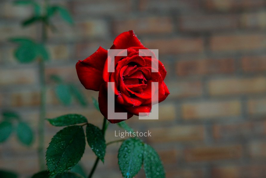 red rose and brick wall 